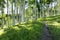 Beautiful Mountain Hiking Trail Through Aspen Trees of Vail Colorado