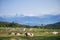 Beautiful Mountain Landscape in the Alps. Cows on Fields and Dolomites