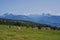 Beautiful Mountain Landscape in the Alps. Cows on Fields and Dolomites