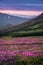 Beautiful mountain landscape with blossoming pink meadows of rho
