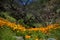 Beautiful mountain landscape with flowers. Blooming narcissus in Tenerife. Teide National Park