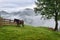 Beautiful mountain landscape with a horse. Foggy morning after the rain