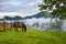 Beautiful mountain landscape with a horse. Foggy morning after the rain