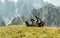 Beautiful mountain landscape with horses in the foreground, horse rolling around in the grass