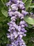 Beautiful mountain laurel purple color flower