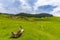 Beautiful mountain scenery in spring, and lush green foliage in the Transylvanian Alps