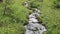 A beautiful mountain stream runs over stones among the greenery of alpine meadows