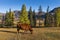 Beautiful mountain valleys of the Republic of Altai Russia. Cows graze in the chuya valley