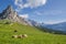 Beautiful mountain view, resting cows and green alpine meadows, Giau Pass, Dolomites, Italy