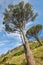 Beautiful mountain view of wild trees growing on a slope against clear blue sky copy space. Remote and rugged nature