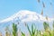 A beautiful mountain with a white top. Green grass and trees on the background of Mount Ararat