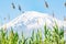 A beautiful mountain with a white top. Green grass and trees on the background of Mount Ararat