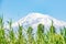 A beautiful mountain with a white top. Green grass and trees on the background of Mount Ararat