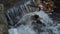 Beautiful mountain whitewater river rapids flowing through the lush green forest in early sunny autumn.