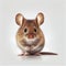 Beautiful Mouse on White Background