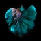 Beautiful movement of Blue silver betta, Fancy Halfmoon Betta, The moving moment beautiful of green blue Siamese Fighting fish,