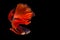 Beautiful movement of red blue betta fish, Fancy Halfmoon Betta, The moving moment beautiful of Siamese Fighting fish, Betta