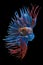 Beautiful movement of red  crowntail betta fish, Fancy Halfmoon Betta, The moving moment beautiful of Siamese Fighting fish, Betta