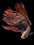 Beautiful movement of red  crowntail betta fish, Fancy Halfmoon Betta, The moving moment beautiful of Siamese Fighting fish, Betta