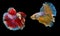 Beautiful movement of red and yellow Betta, Siamese fighting fish, Two betta fish are fighting, Betta splendens, Half moon Betta