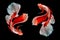 Beautiful movement of two red white betta fish, Fancy Halfmoon Betta, The moving moment beautiful of Siamese Fighting fish, Betta
