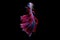 Beautiful movements of Siamese fighting fish.