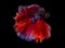 Beautiful moving moment of red blue Half Moon. Betta Splendens or Siamese Fighting Fish isolated on black background.