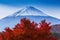 Beautiful Mt Fuji with Red Maple tree in Autumn