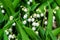 Beautiful muguet on the sun