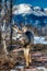 Beautiful Mule Buck Deer In Front of Pikes Peak