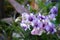 Beautiful Multi-Color Close-Up Orchid Flowers in The Garden