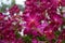 Beautiful Multi-Color Close-Up Orchid Flowers in The Garden