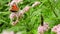 Beautiful multi-colored butterfly pollinates a flower