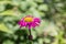 Beautiful multi-colored daisy Pyrethrum roseum Latin: Pyrethrum roseum