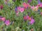 Beautiful multi-colored flowers of Echium judaeum.