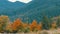 Beautiful multi-colored foliage in the Carpathian mountains in early autumn in October. The natural beauty of some the