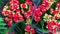 Beautiful multi-colored pelargonium in flower pots. Multicolored potted geraniums at a flower shop at a flower show