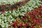 Beautiful multi-colored petunias in the city park