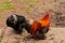 Beautiful multi-colored rooster with feathers on paws on the farmyard