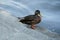 A beautiful multi-colored wild duck on the steps of the embankment by the water. Protection of migrating birds