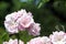 A beautiful multi-flowered shrubby rose