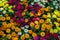 beautiful multicolor flower for floral background