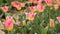Beautiful multicolor tulips closeup. Slider footage.
