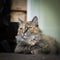 A beautiful multicolored adult cat resting on the floor. Bright eyes.