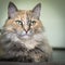 A beautiful multicolored adult cat resting on the floor. Bright eyes.