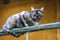 A beautiful multicolored cat lies on the railing of the third floor and carefully examines the passers-by. Pet.