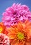 Beautiful Multicolored Dahlias