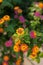 Beautiful multicolored flowers on the Mediterranean sea, selective focus