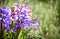 Beautiful multicolored hyacinths in garden