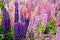 Beautiful multicolored mountain lupins